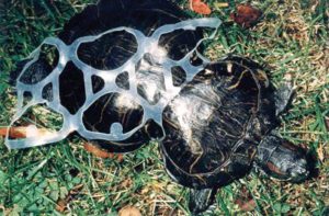 Getting caught in an improperly discarded six-pack ring resulted in a deformed shell for Peanut the turtle, who is now displayed as part of the state's anti-litter campaign launched Monday.