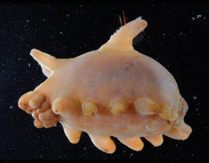 54ca6974bcc44_-_antarctic-sea-pig-de