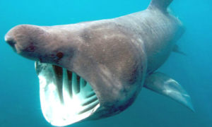 Basking Shark 1