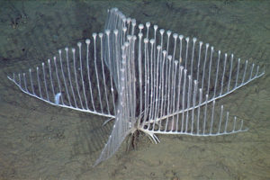 lyre-sponge