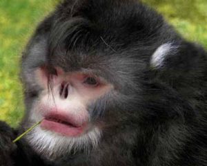 monkey_0.jpg.638x0_q80_crop-smart