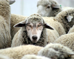 Wolf-in-Sheeps-Clothing