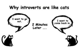 why-introverts-are-like-cats