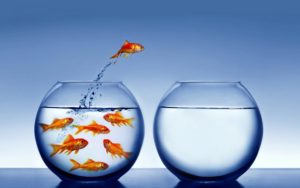 introvert-pic-goldfish